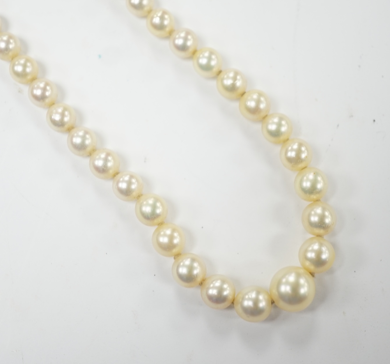 A single strand graduated culture pearl necklace, with cultured pearl set white metal clasp stamped 'silver', 38cm. Fair condition.